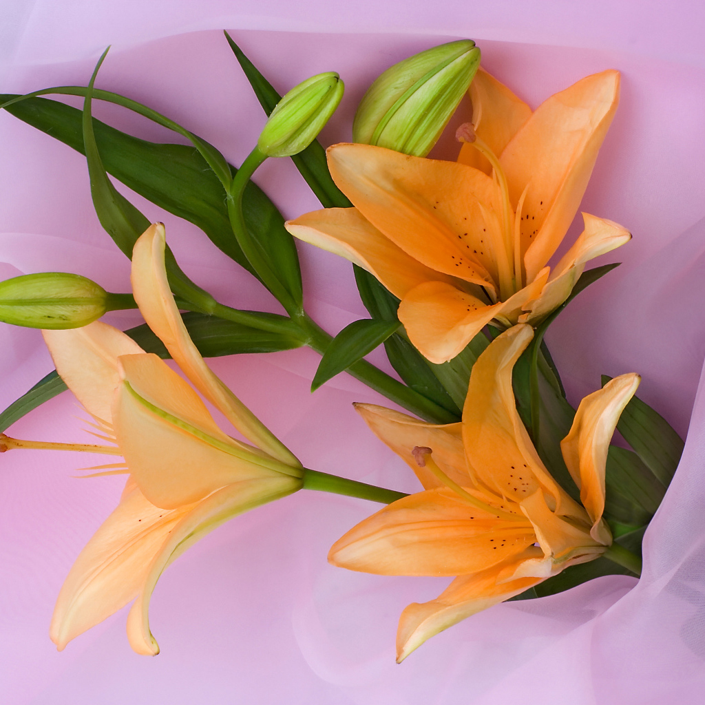 Оранжевые лилии с бутонами на розовом фоне