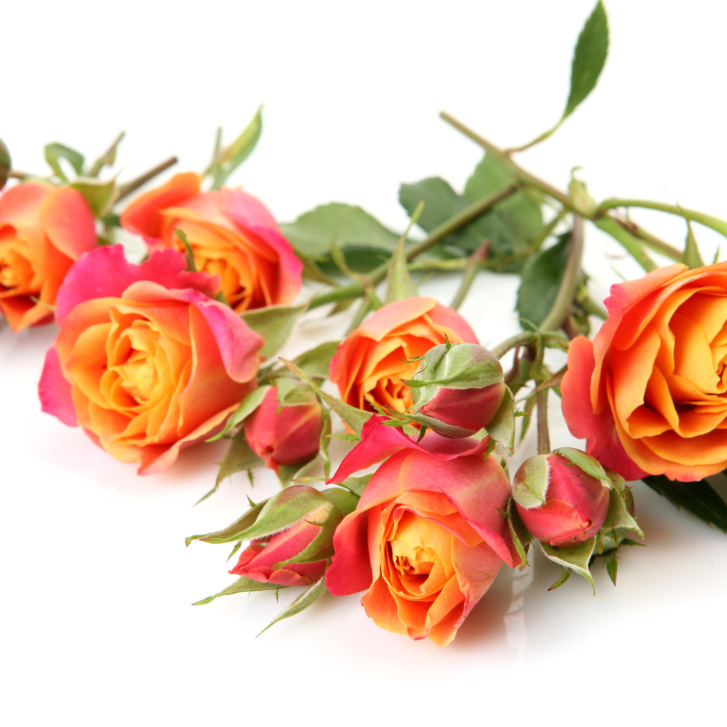 Оранжевые розы с бутонами на белом фоне крупным планом