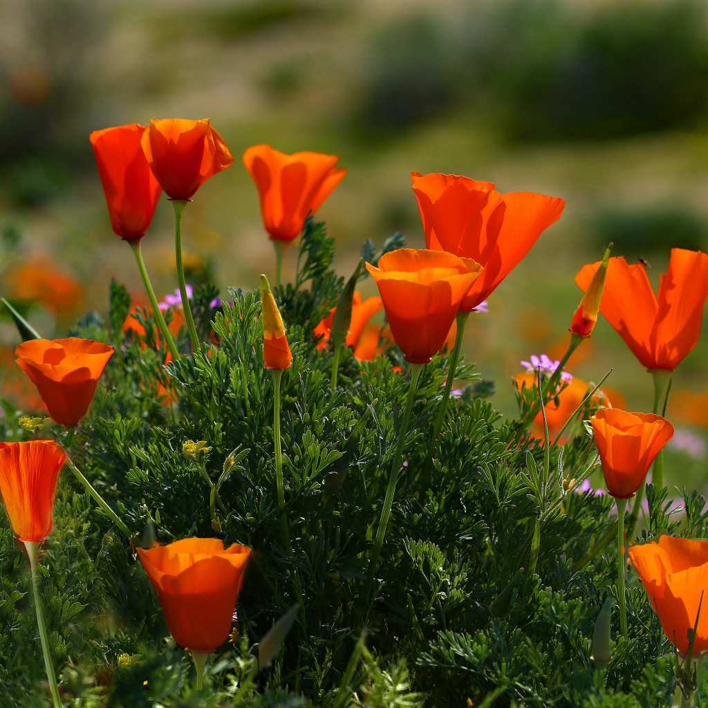 Оранжевые летние цветы Эшшольция