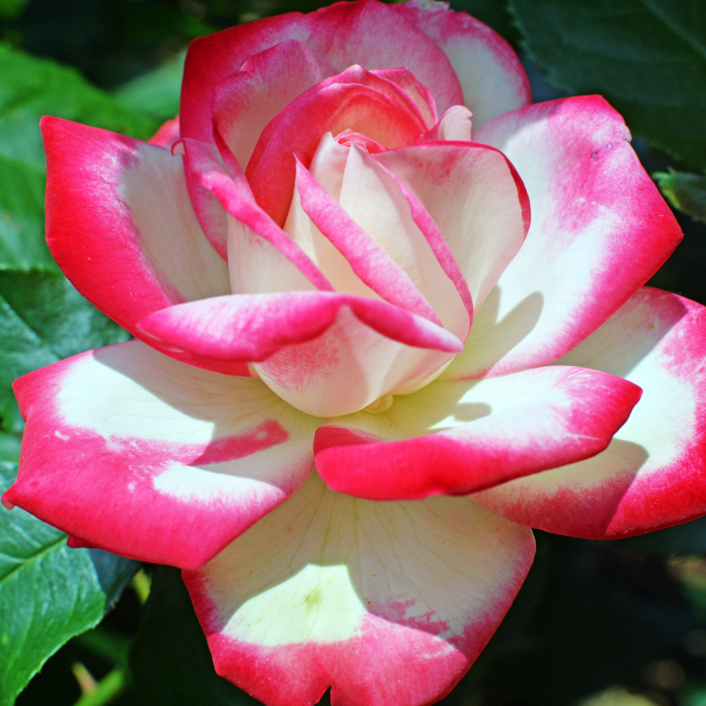 Розово -белая роза крупным планом 