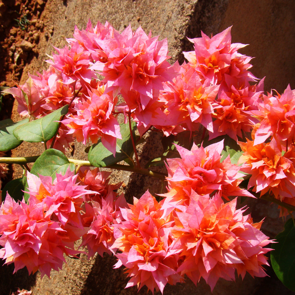 Розовые цветы бугенвиллия крупным планом