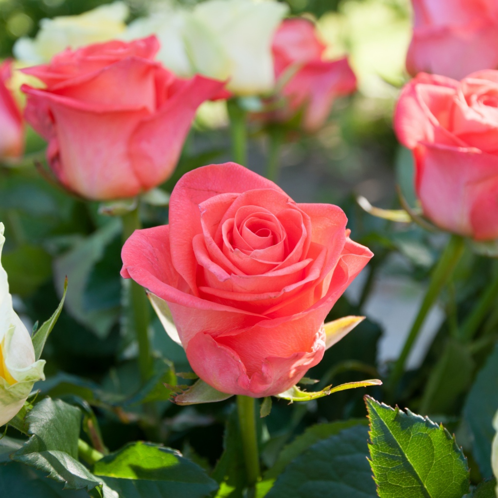 Розовые и желтые розы крупным планом