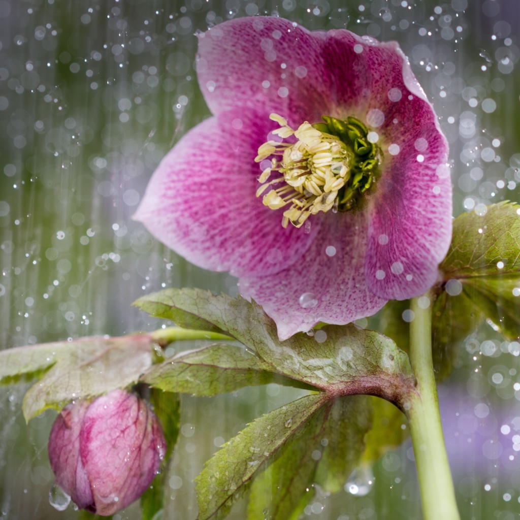 Розовый цветок анемона под дождем 