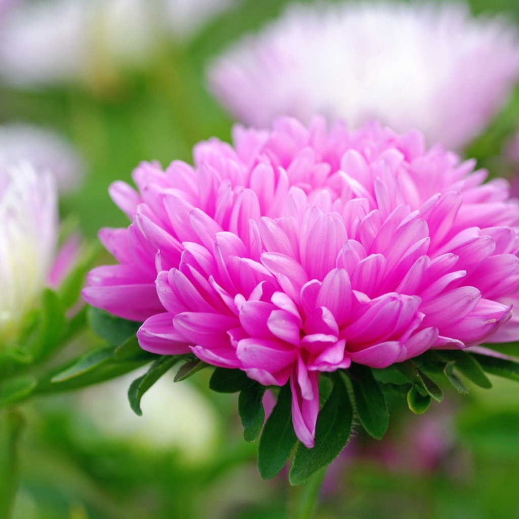 Розовый цветок астра крупным планом