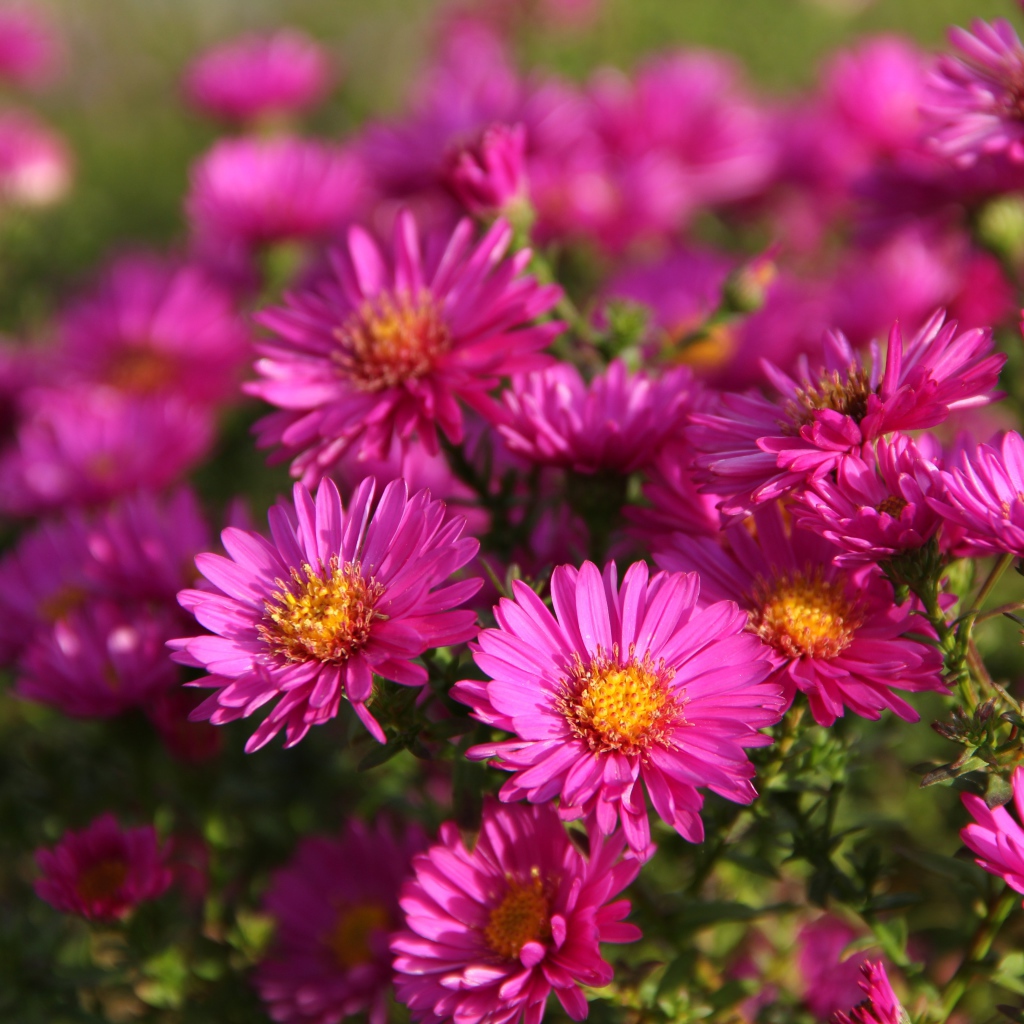 Розовые осенние цветы астры