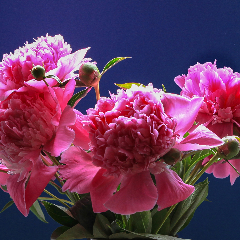 Розовые красивые пионы на голубом фоне