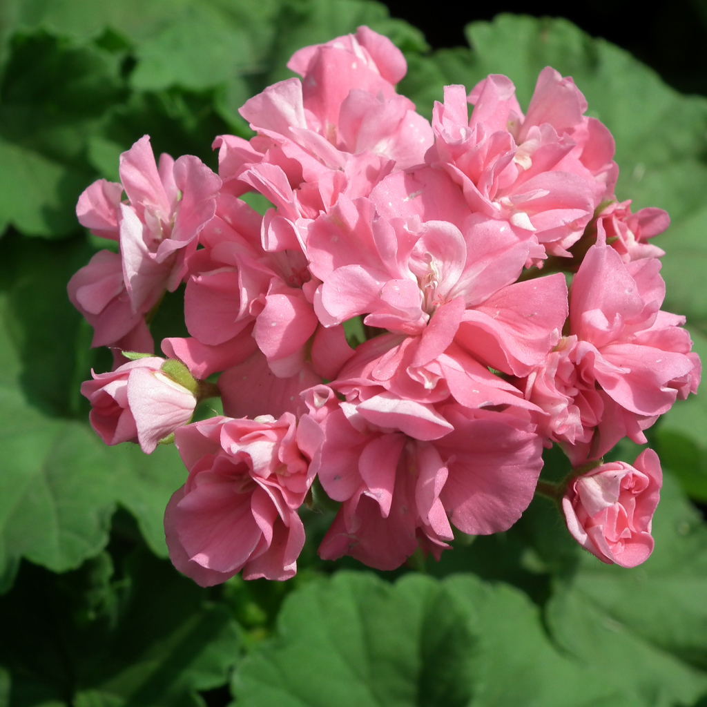 Розовый цветущий цветок герань крупным планом