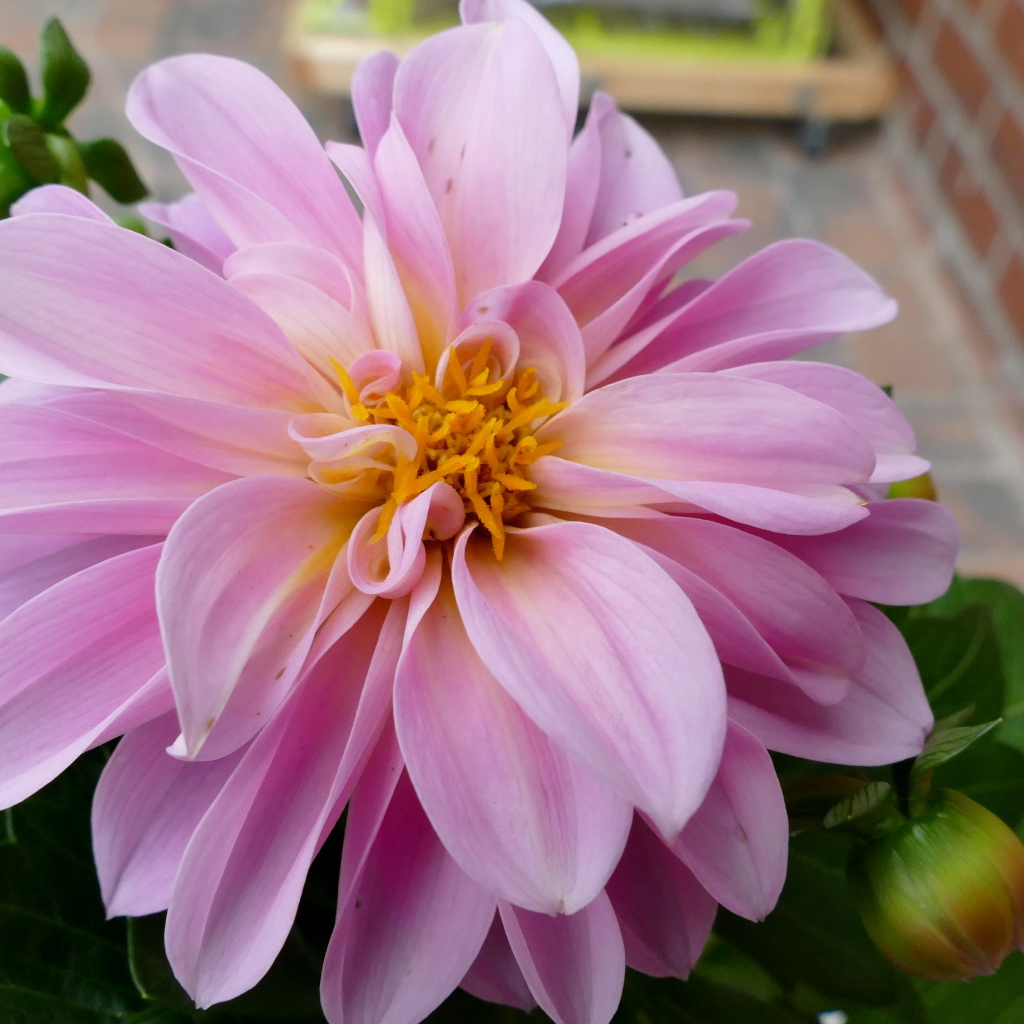 Розовая георгина с большими лепестками 