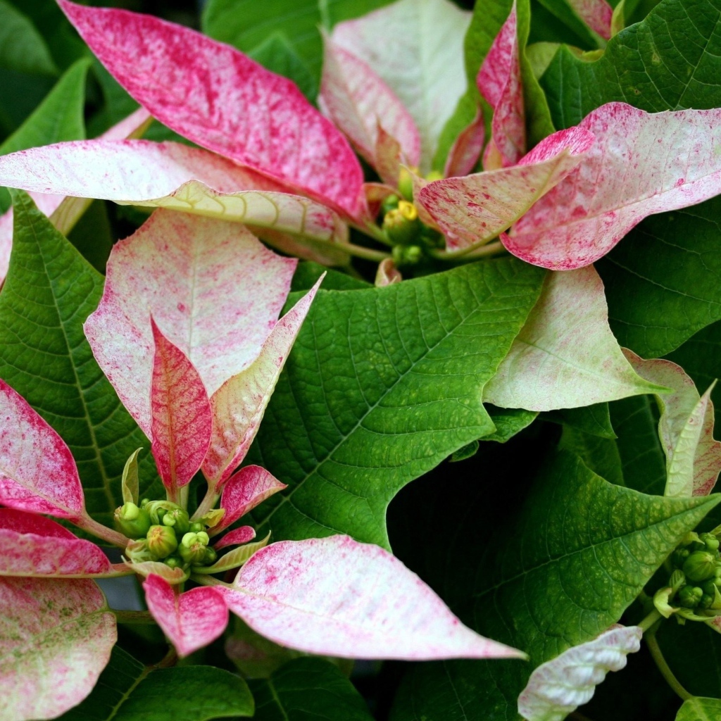 Розовые цветы Пуансеттия с зелеными листьями