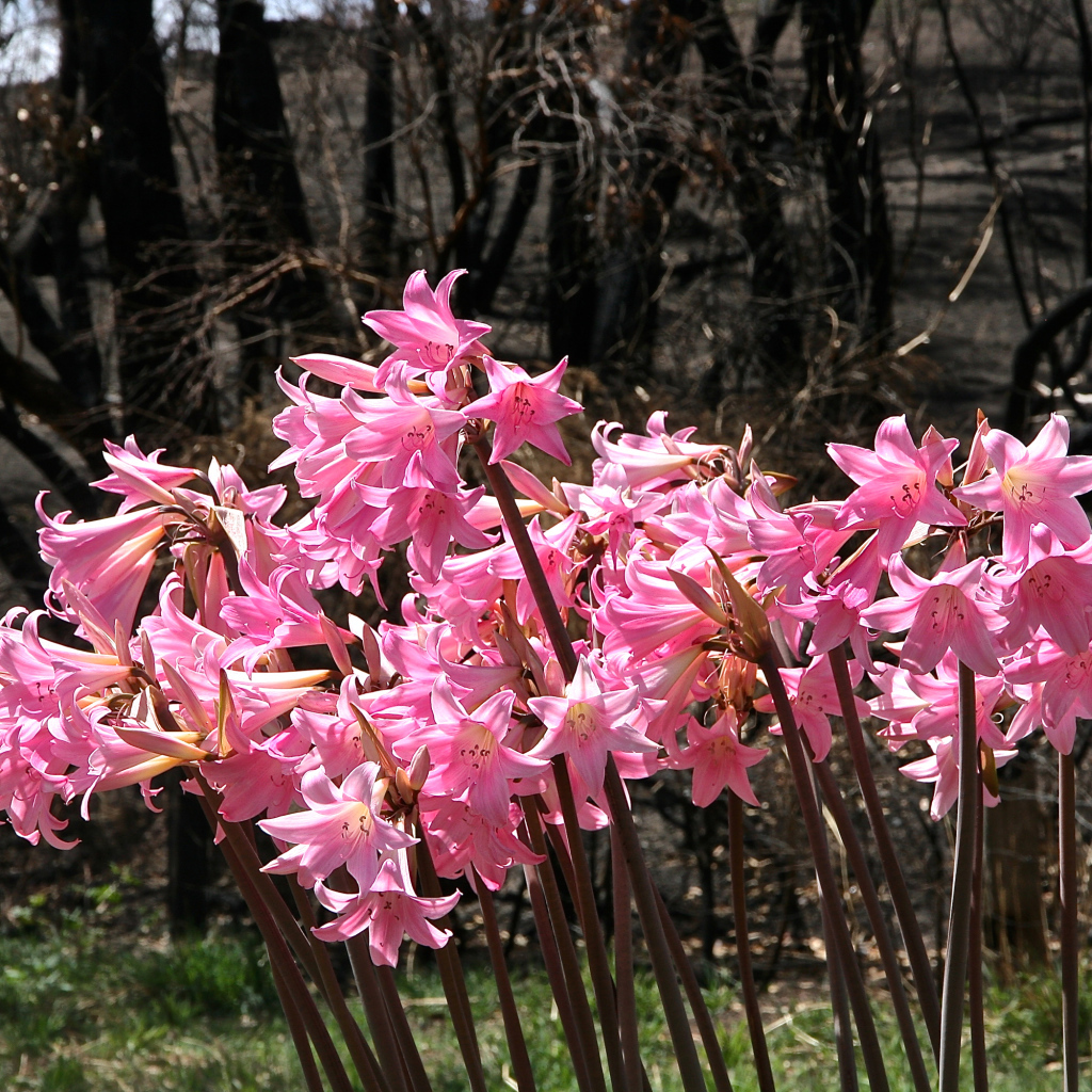 Розовые цветы амариллис крупным планом
