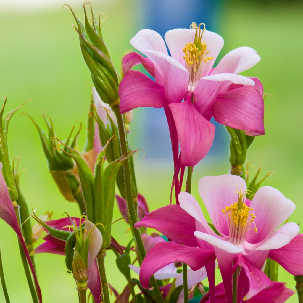 Розовые цветы водосбор на зеленом фоне 