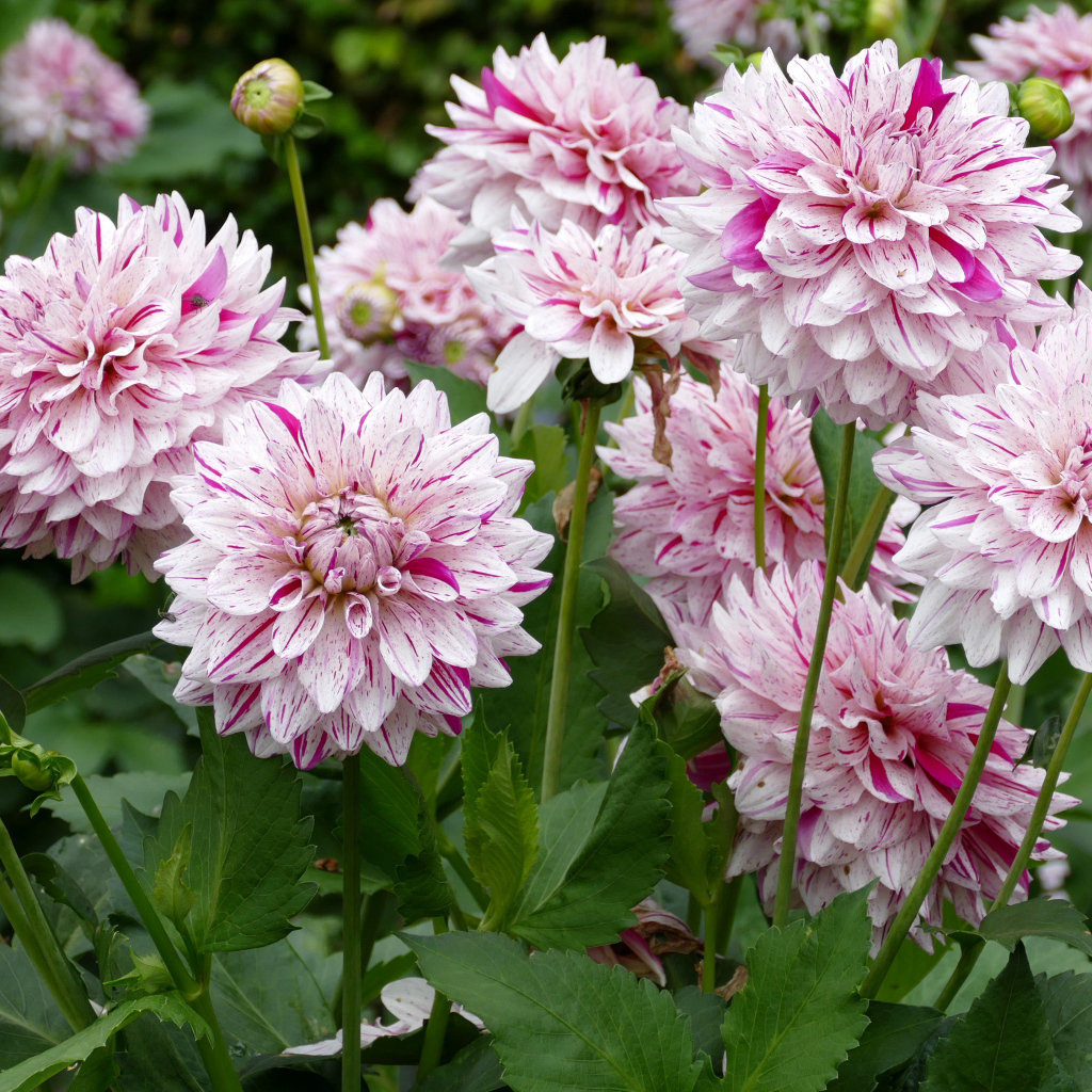 Розовые цветы георгины крупным планом