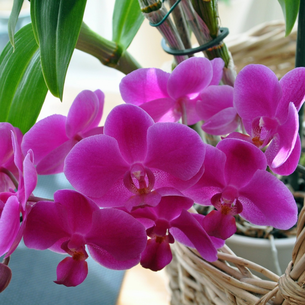 Розовые цветы цветы орхидеи  в корзине 