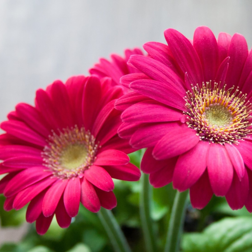 Розовые садовые цветы герберы 