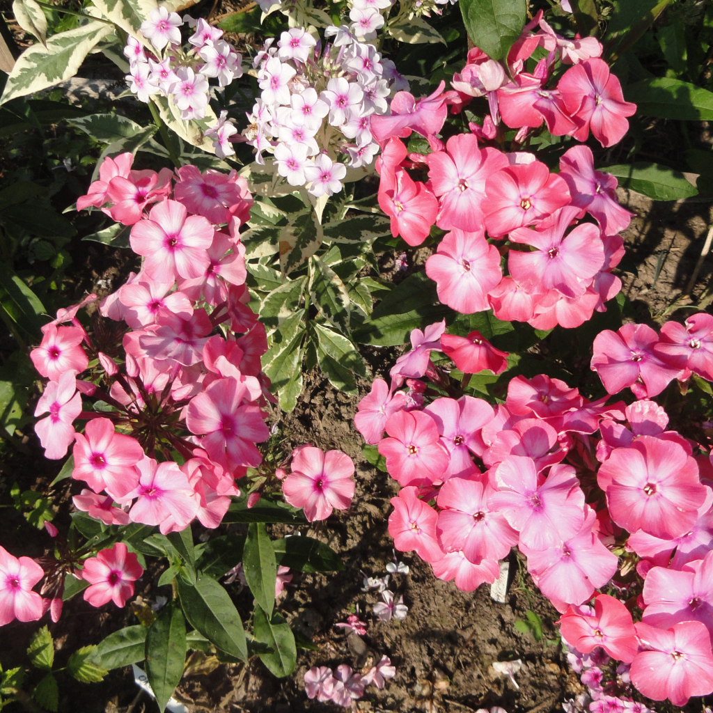 Розовые садовые цветы флоксы крупным планом