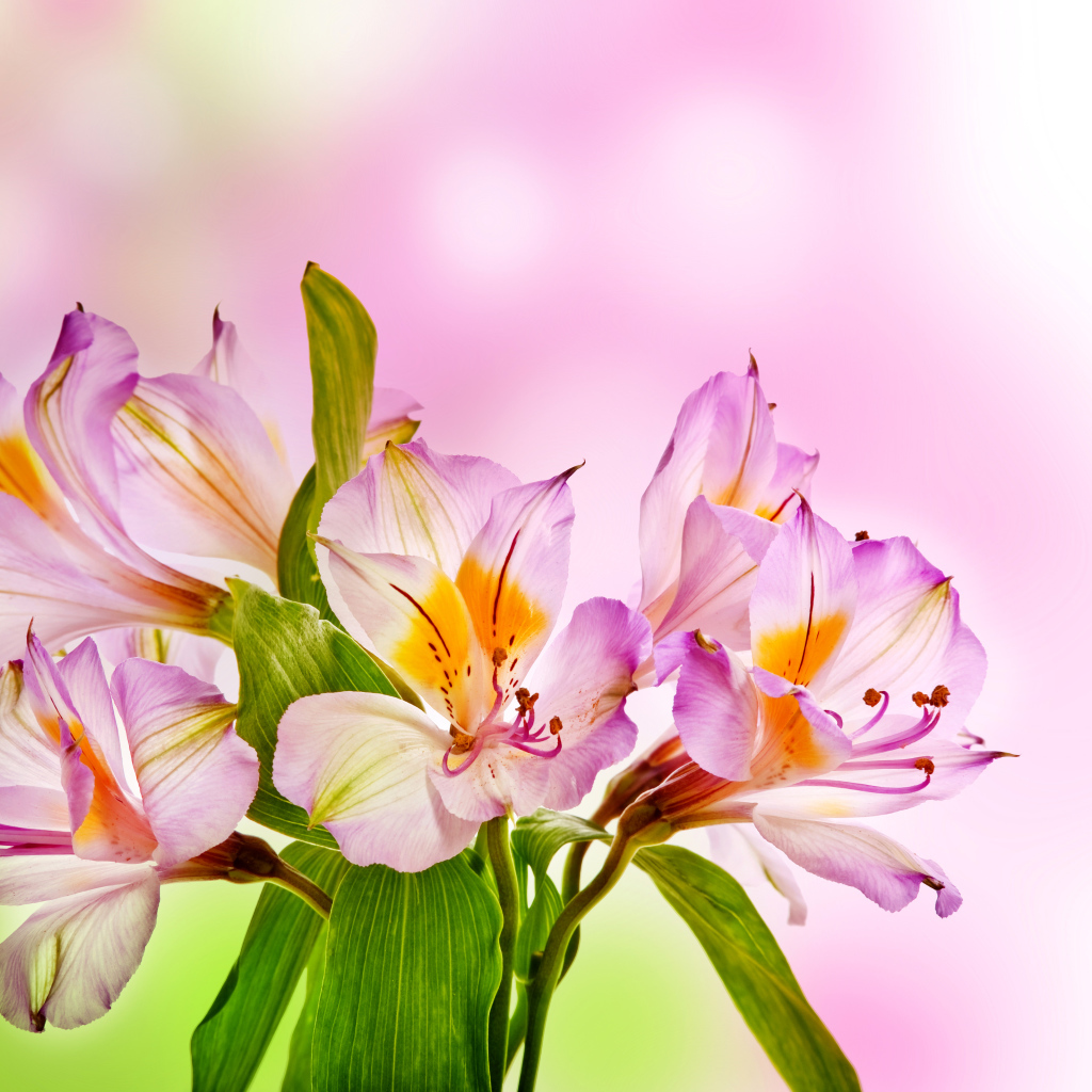 Розовые нежные цветы альстрёмерия крупным планом