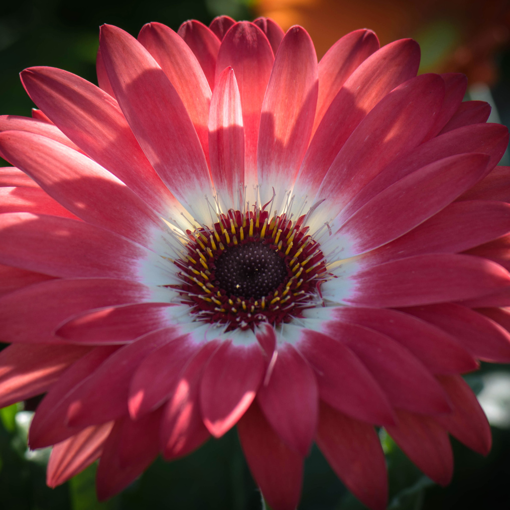 Розовая гербера в солнечном свете крупным планом