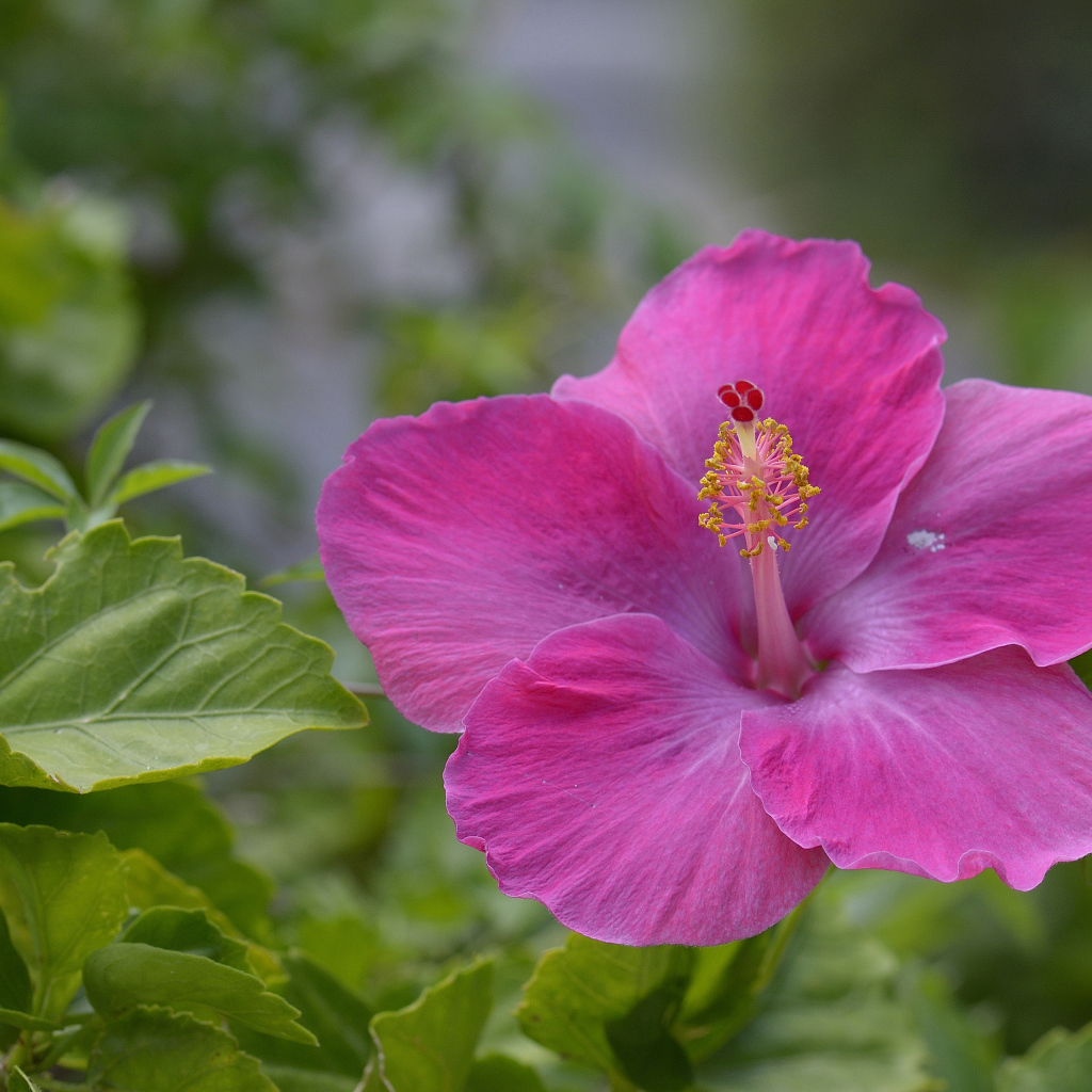 Розовый цветок гибискуса крупным планом 