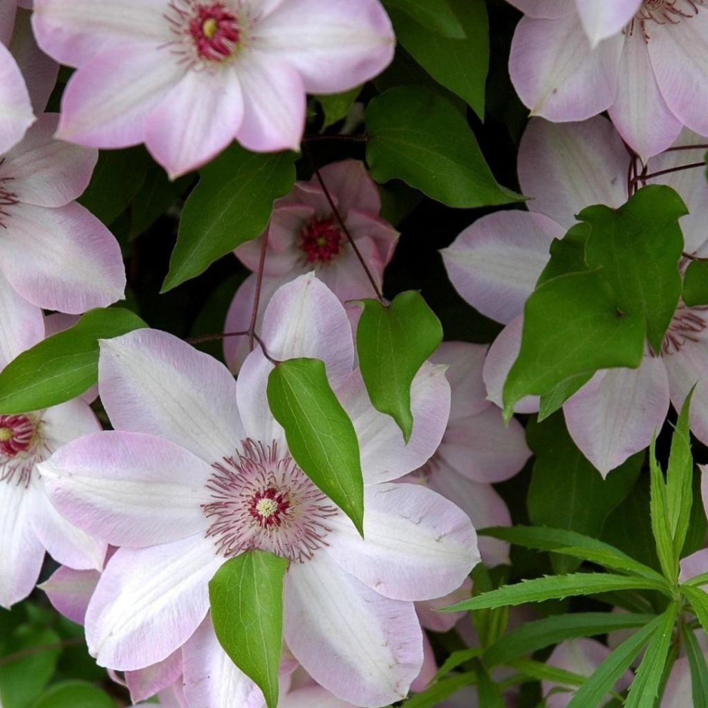 Розовые крупные цветы клематисы 