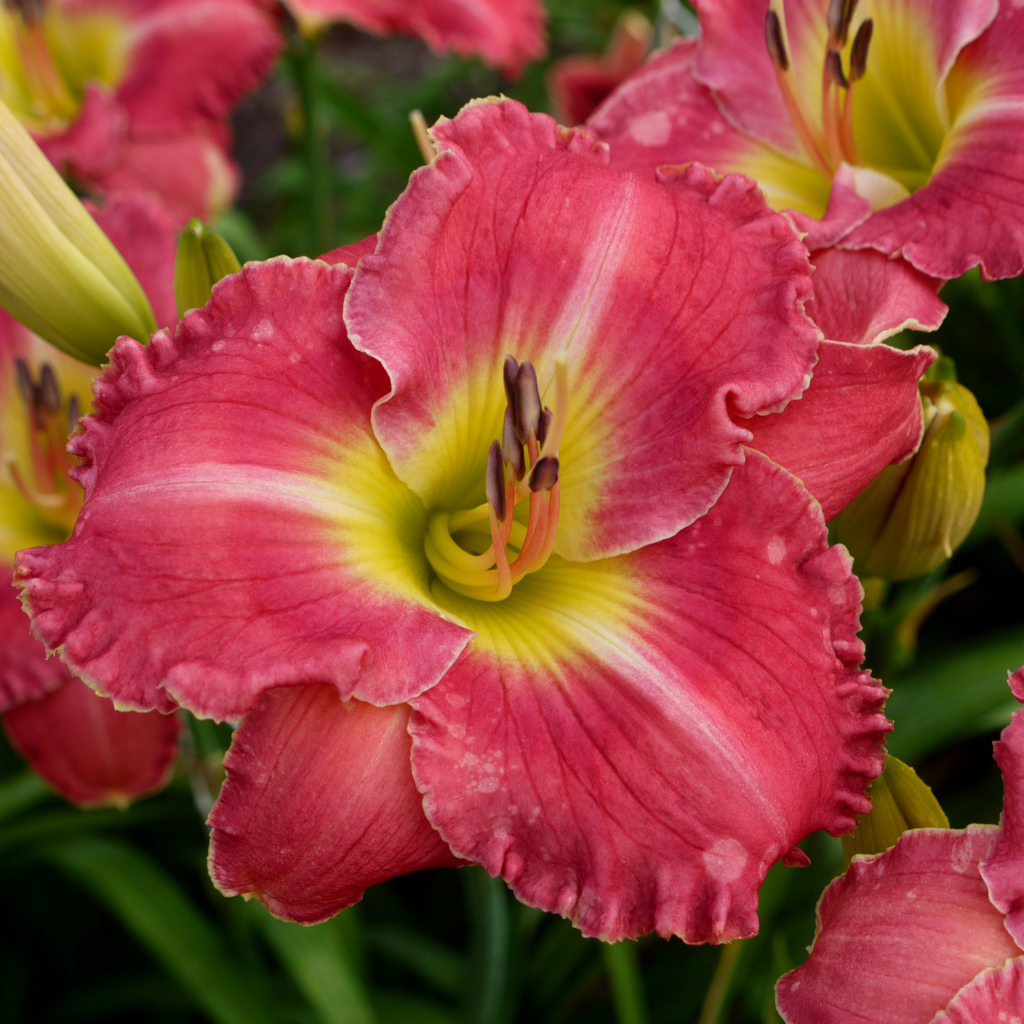 Розовые лилии с бутонами крупным планом