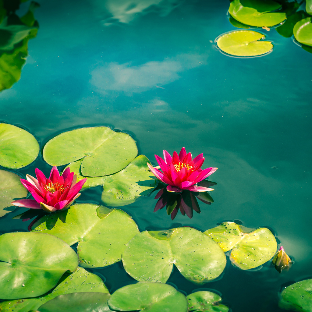 Розовые лотосы в голубой воде 