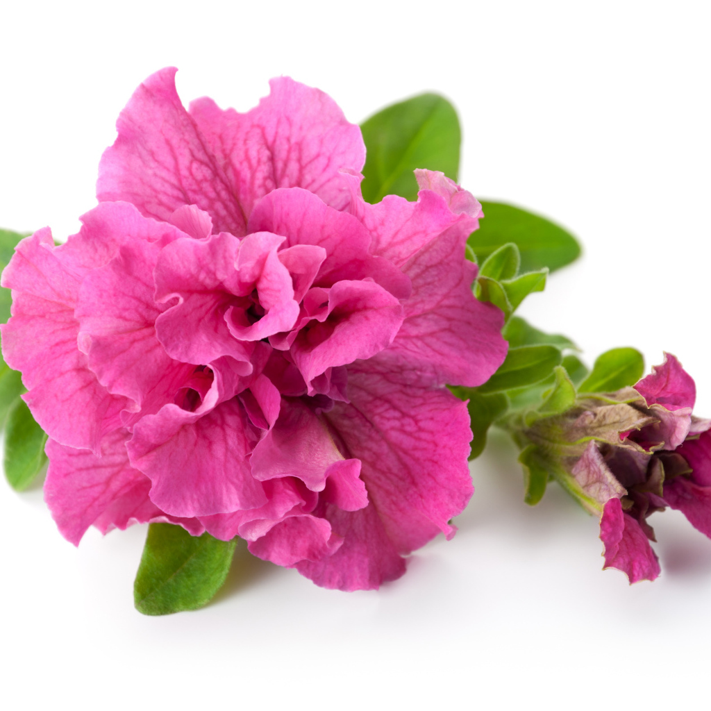 Розовый цветок петуния крупным планом на белом фоне