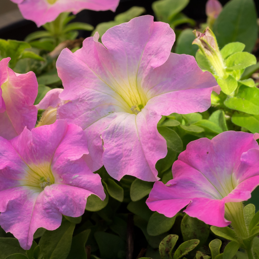 Цветы петуния розового цвета крупным планом