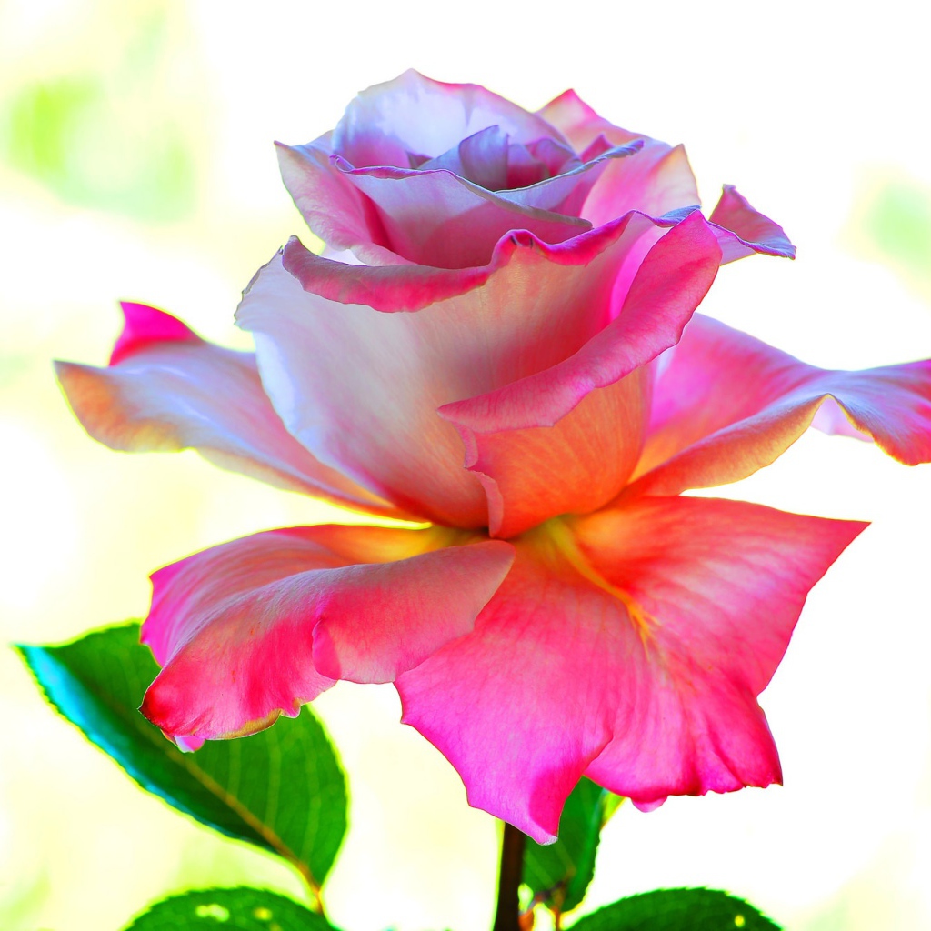 Розовый цветок розы крупным планом