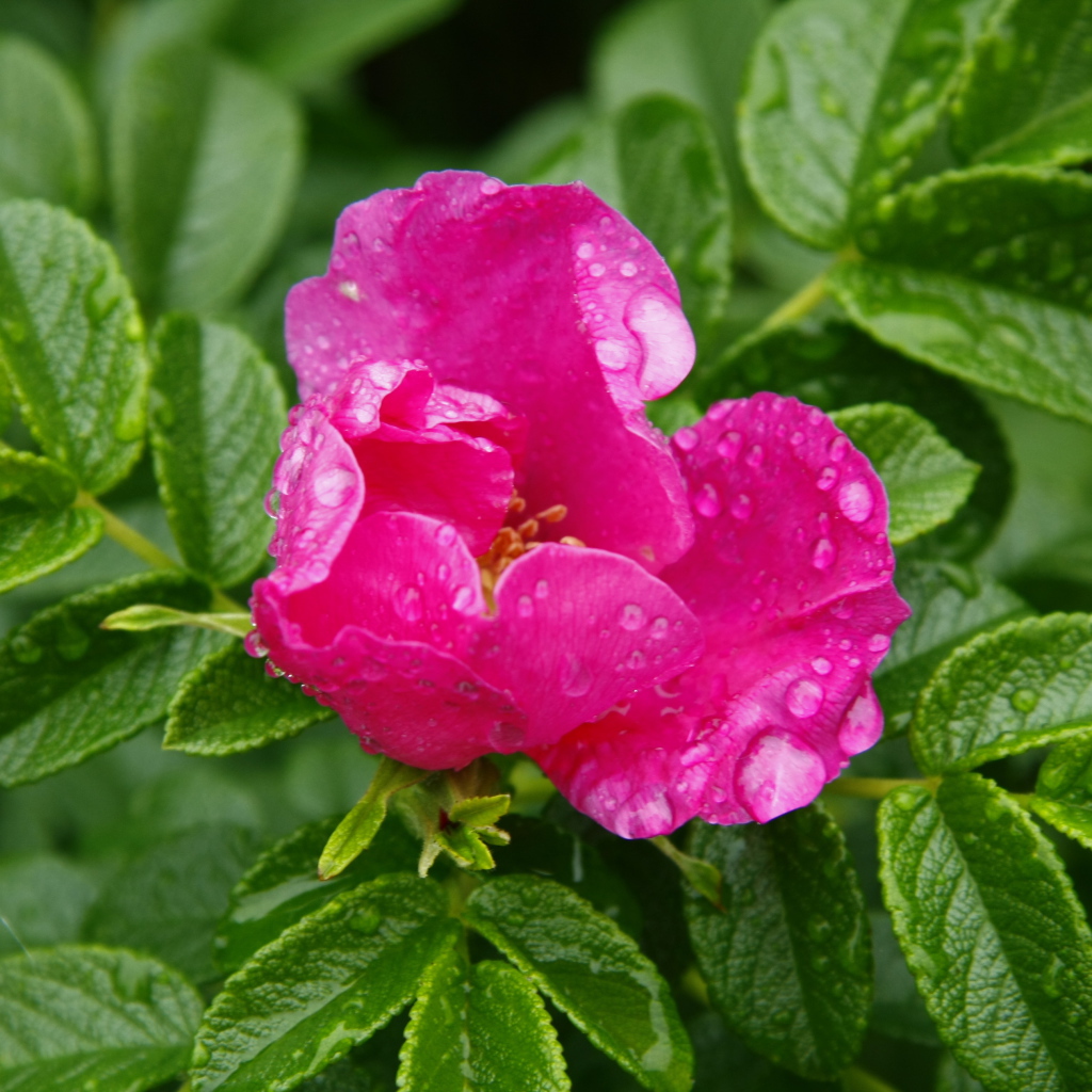 Розовый цветок шиповника в каплях дождя