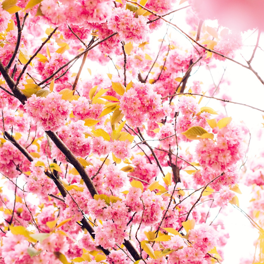 Розовые весенние цветы луизеания 