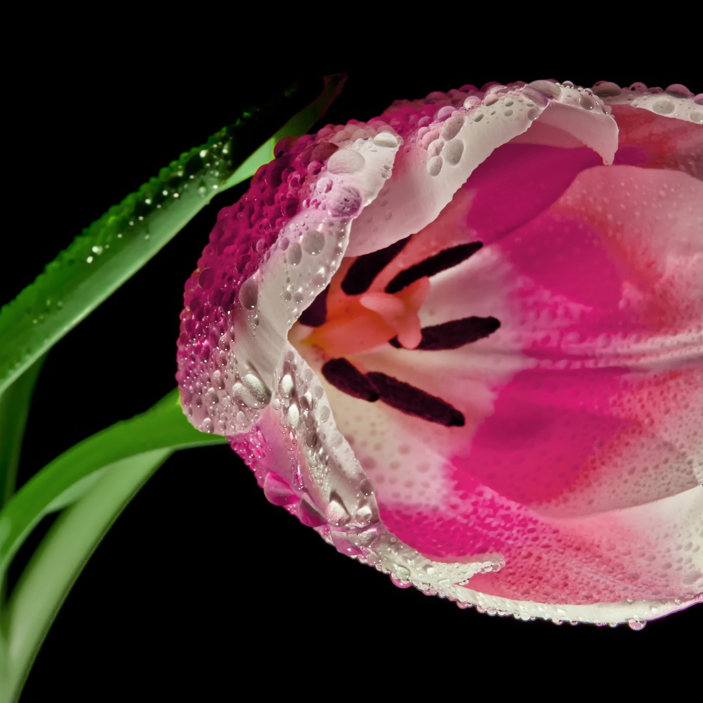 Розовый тюльпан в каплях росы на черном фоне