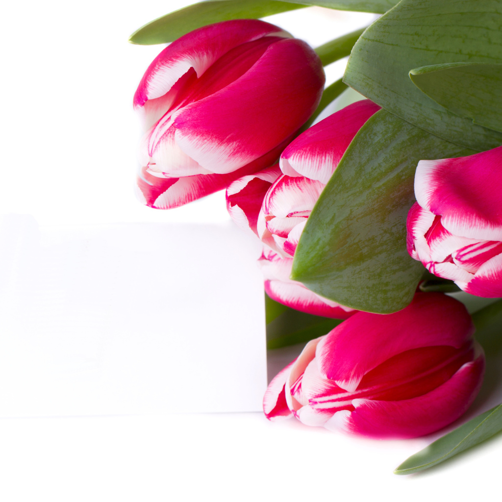 Розовые тюльпаны на белом фоне 
