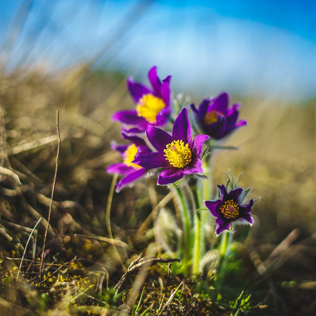 Фиолетовые полевые цветы  ветреница 