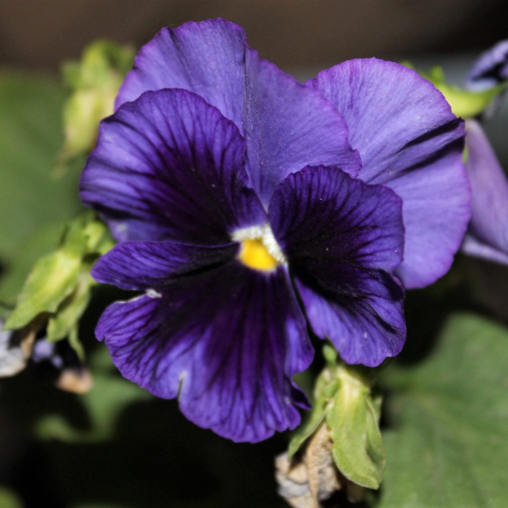 Фиолетовый цветок анютины глазки крупным планом