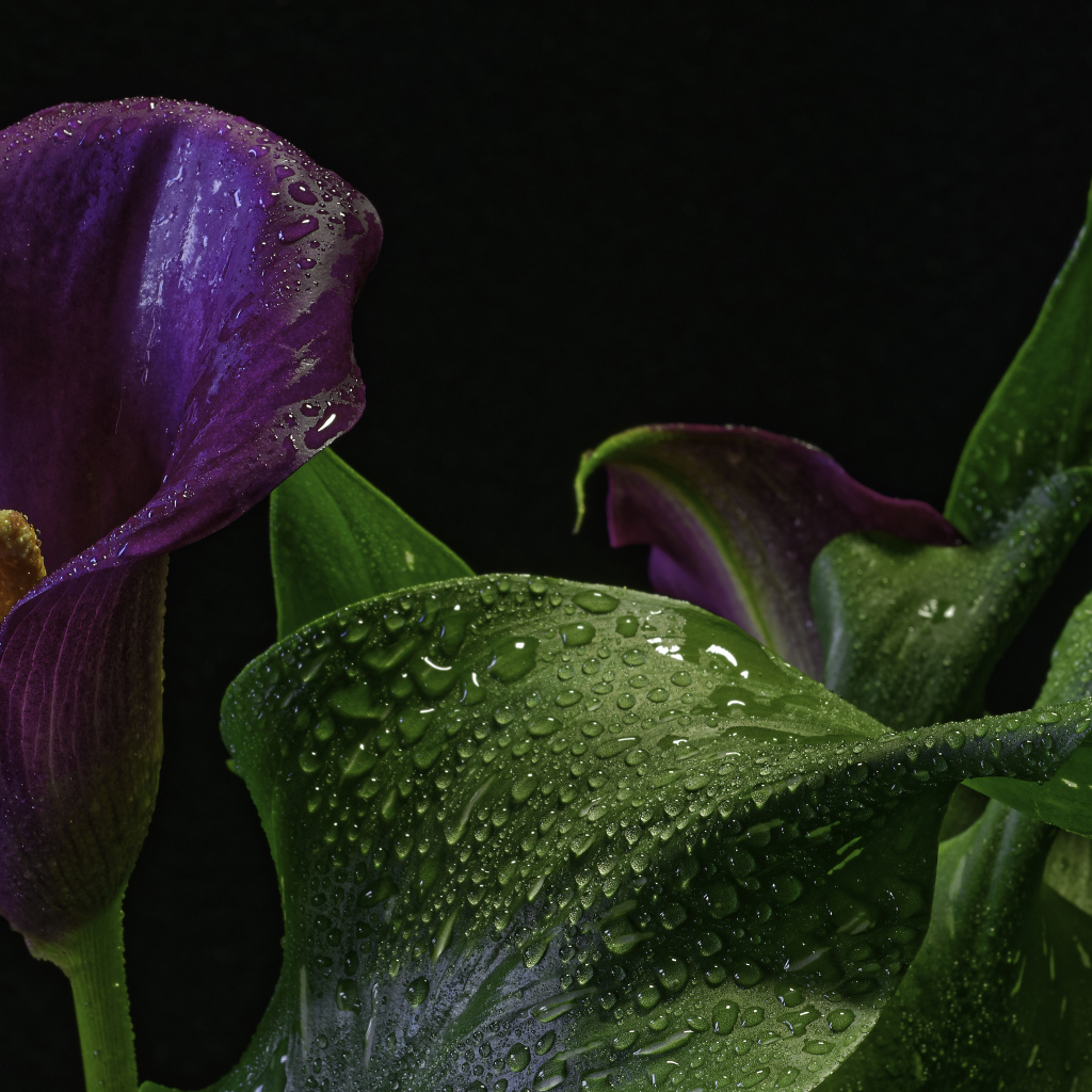 Фиолетовый цветок зантедеския в каплях воды на черном фоне