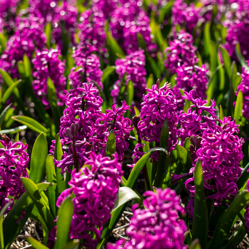 Фиолетовые цветы гиацинты на клумбе 