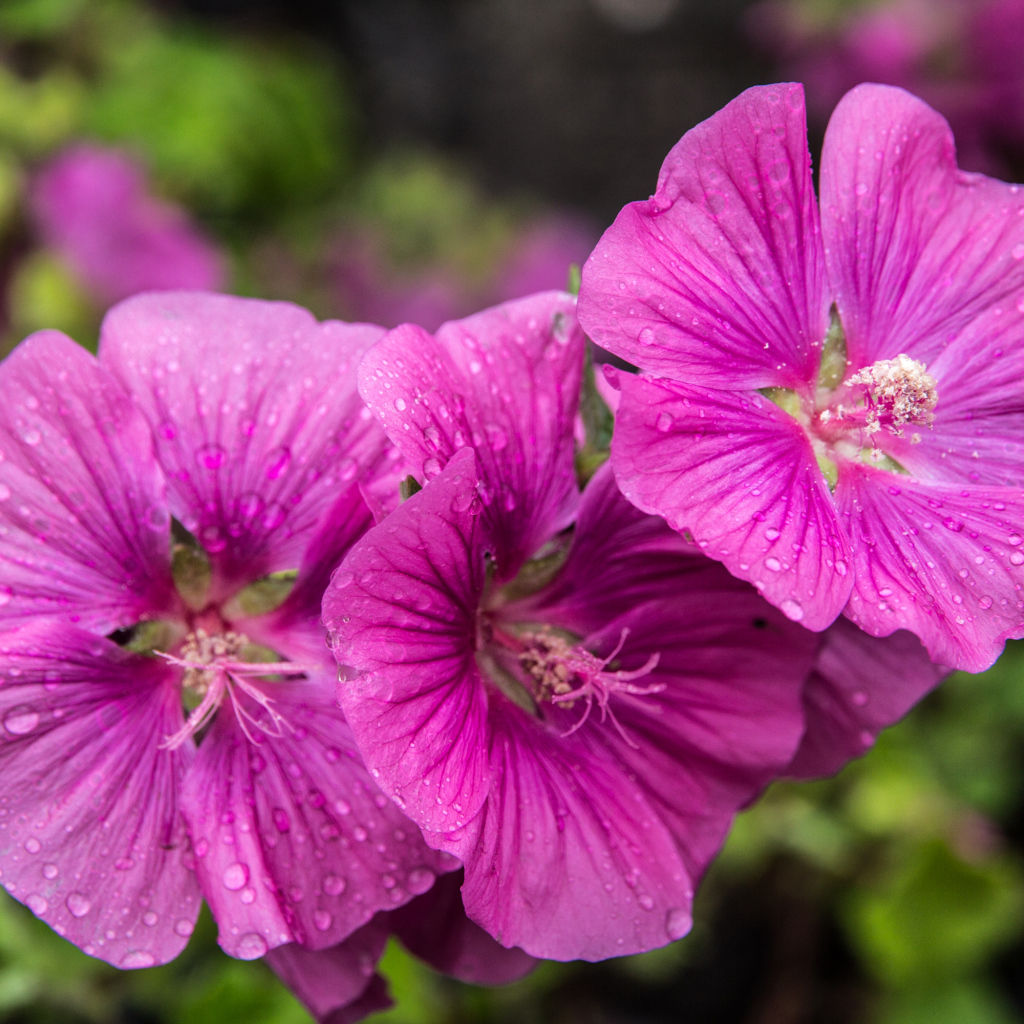 Лиловые цветы мальва в каплях росы