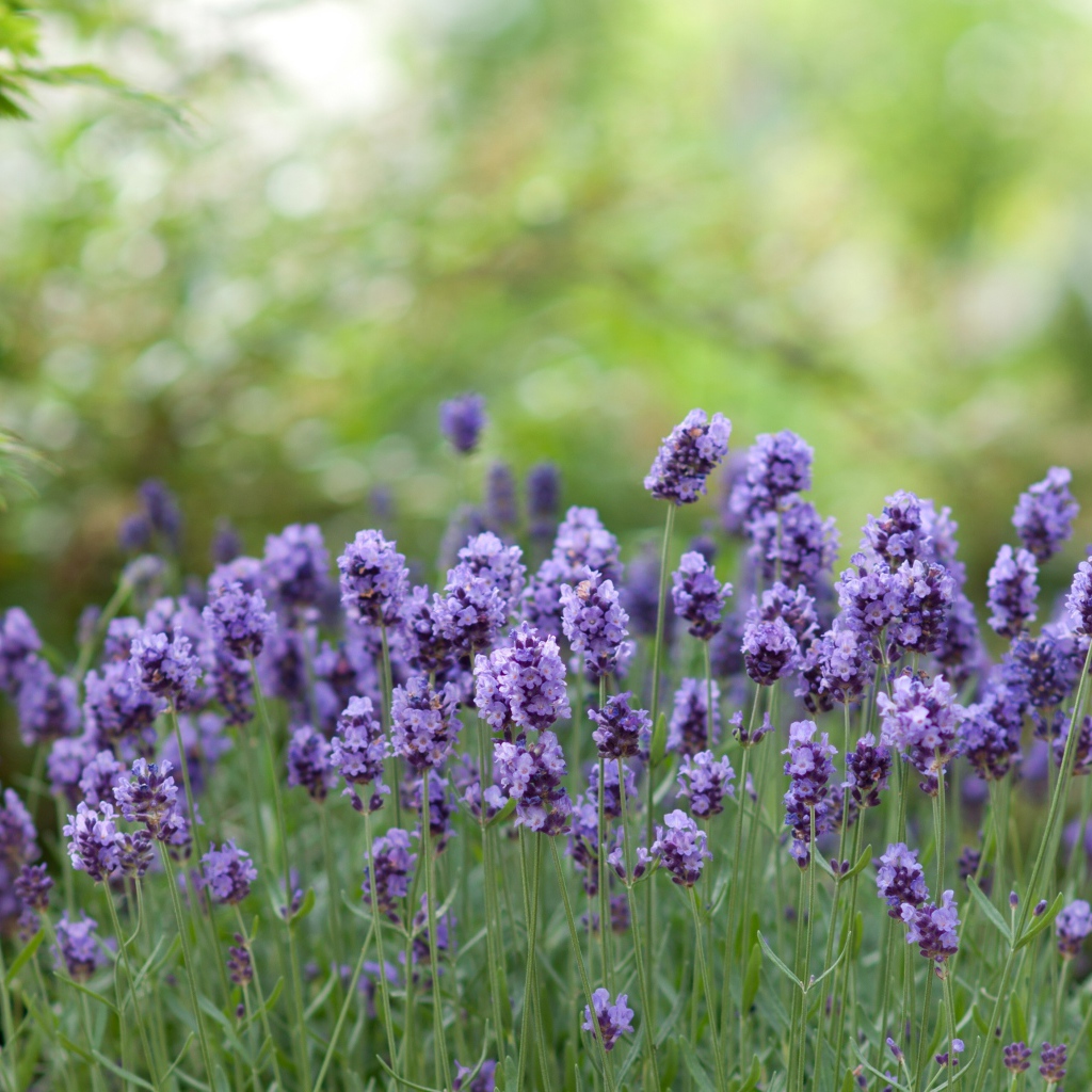 Фиолетовые цветы ароматной лаванды