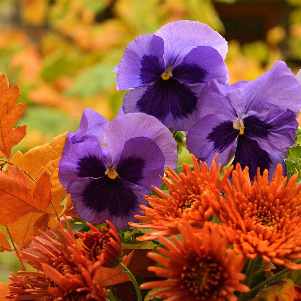 Фиолетовые цветы анютины глазки с оранжевыми цветами хризантемы