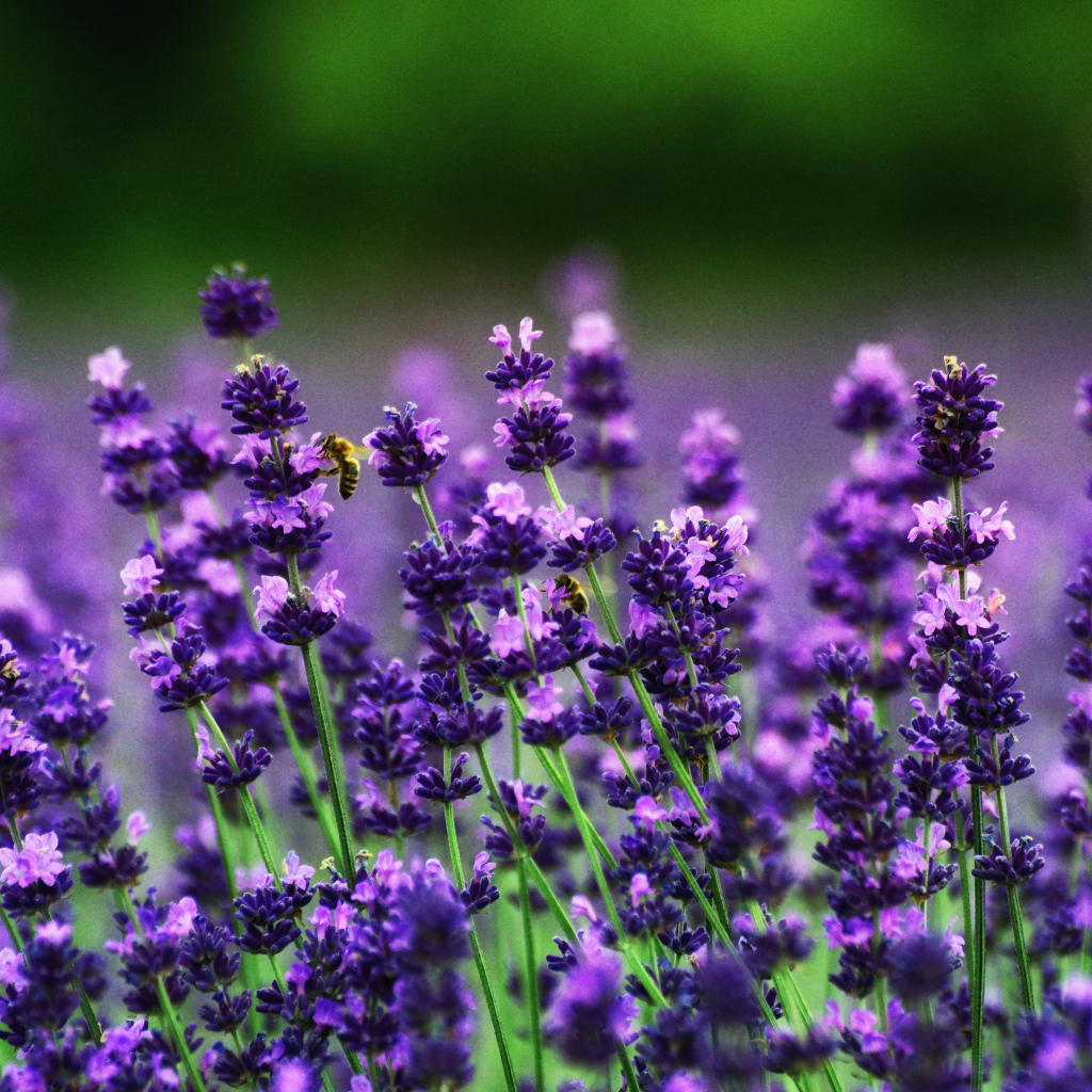 Фиолетовые цветы лаванды в поле 