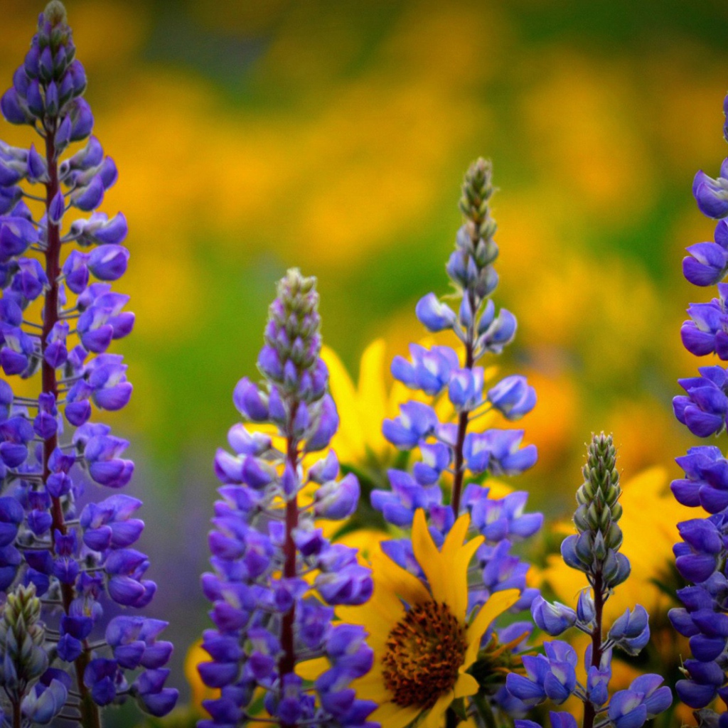 Сиреневые полевые цветы люпин 