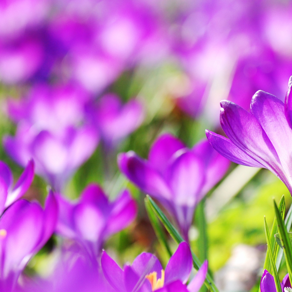 Фиолетовые весенние цветы крокусы 