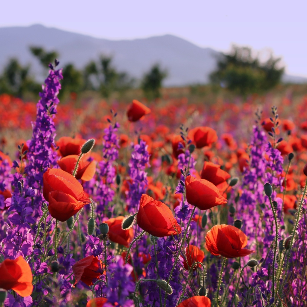 Фиолетовые полевые цветы и красные маки в лучах солнца в поле