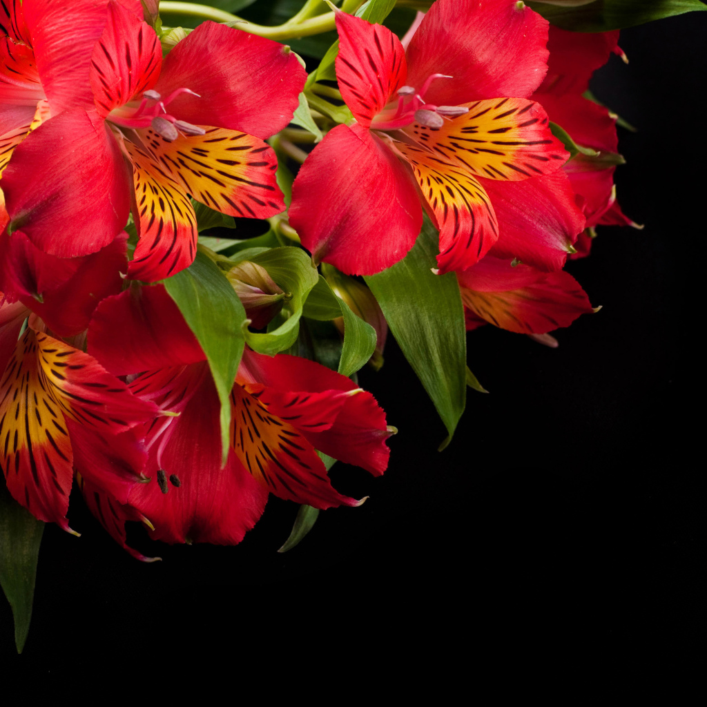 Красные цветы альстрёмерия крупным планом на черном фоне