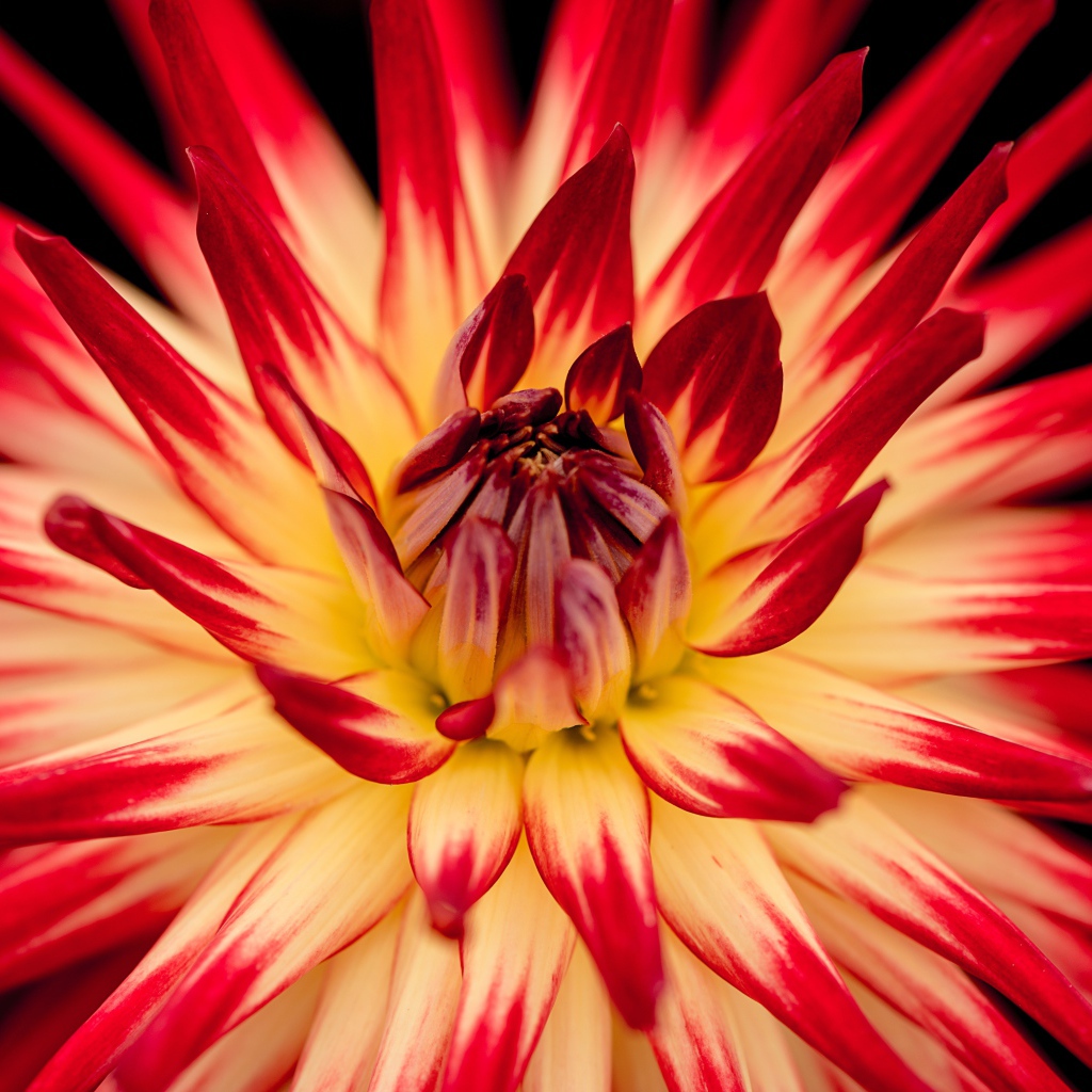 Красный цветок георгин  с острыми лепестками 