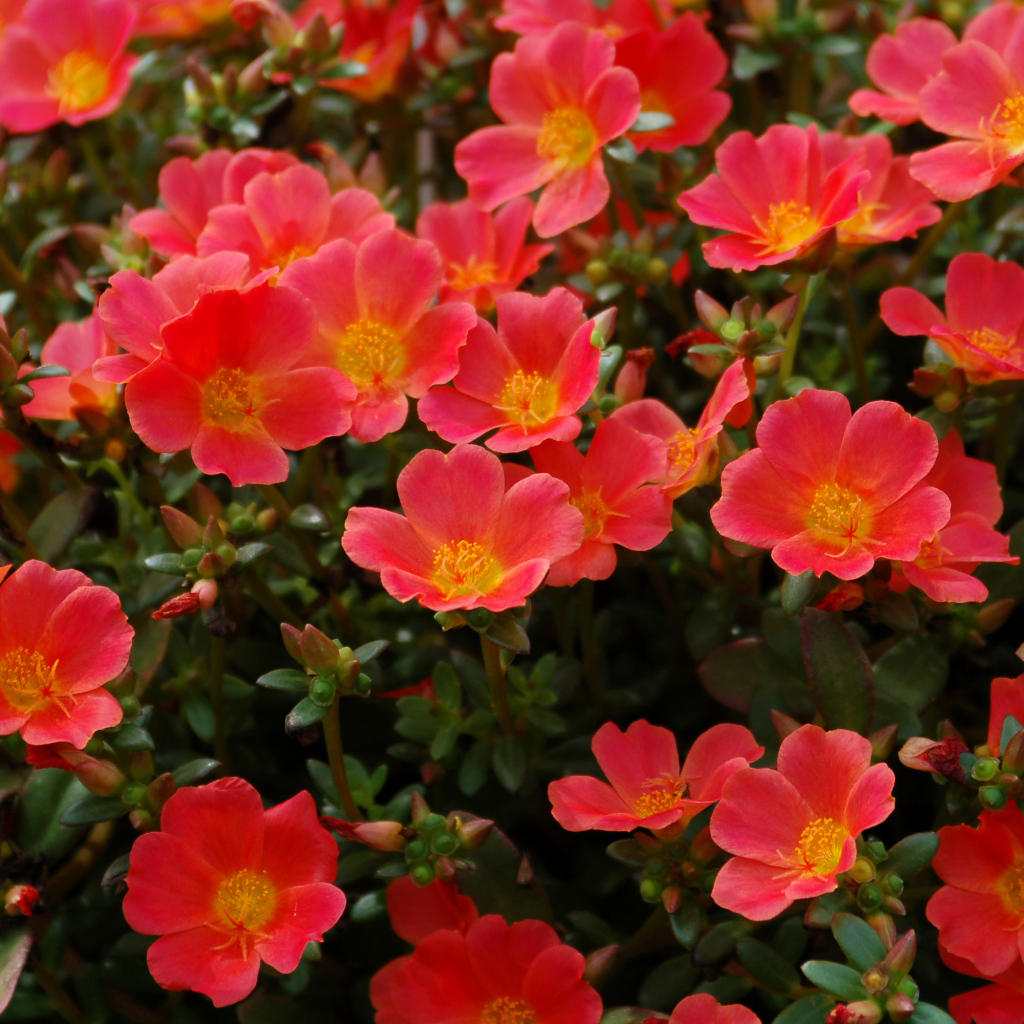 Красный портулак на клумбе крупным планом