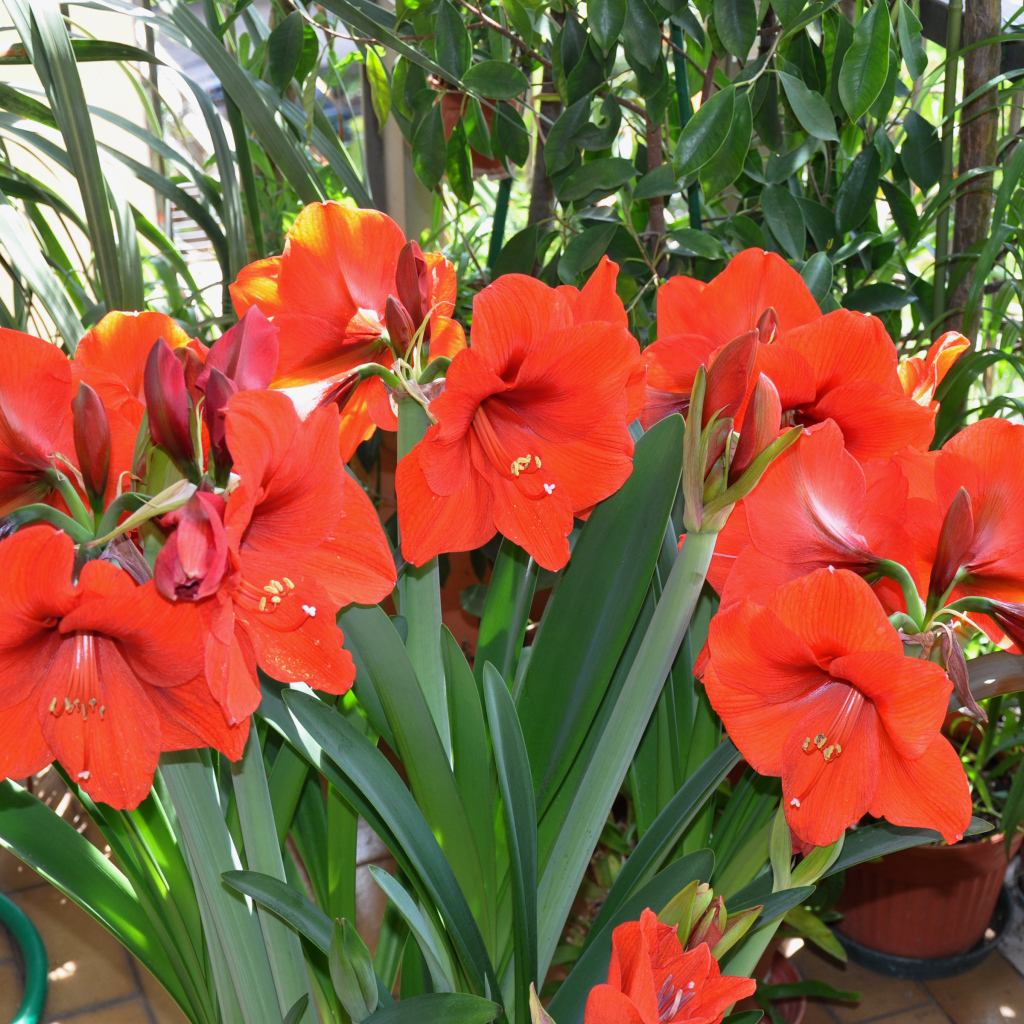 Красные комнатные цветы Амариллис