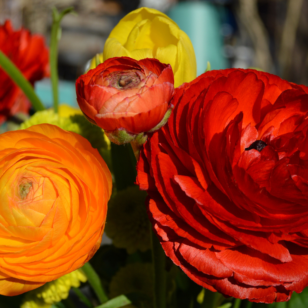 Красные и оранжевые цветы лютики