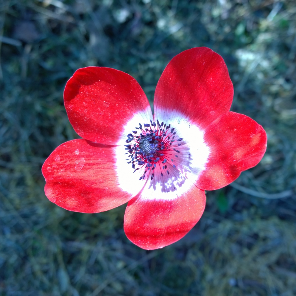 Красный цветок анемоны крупным планом