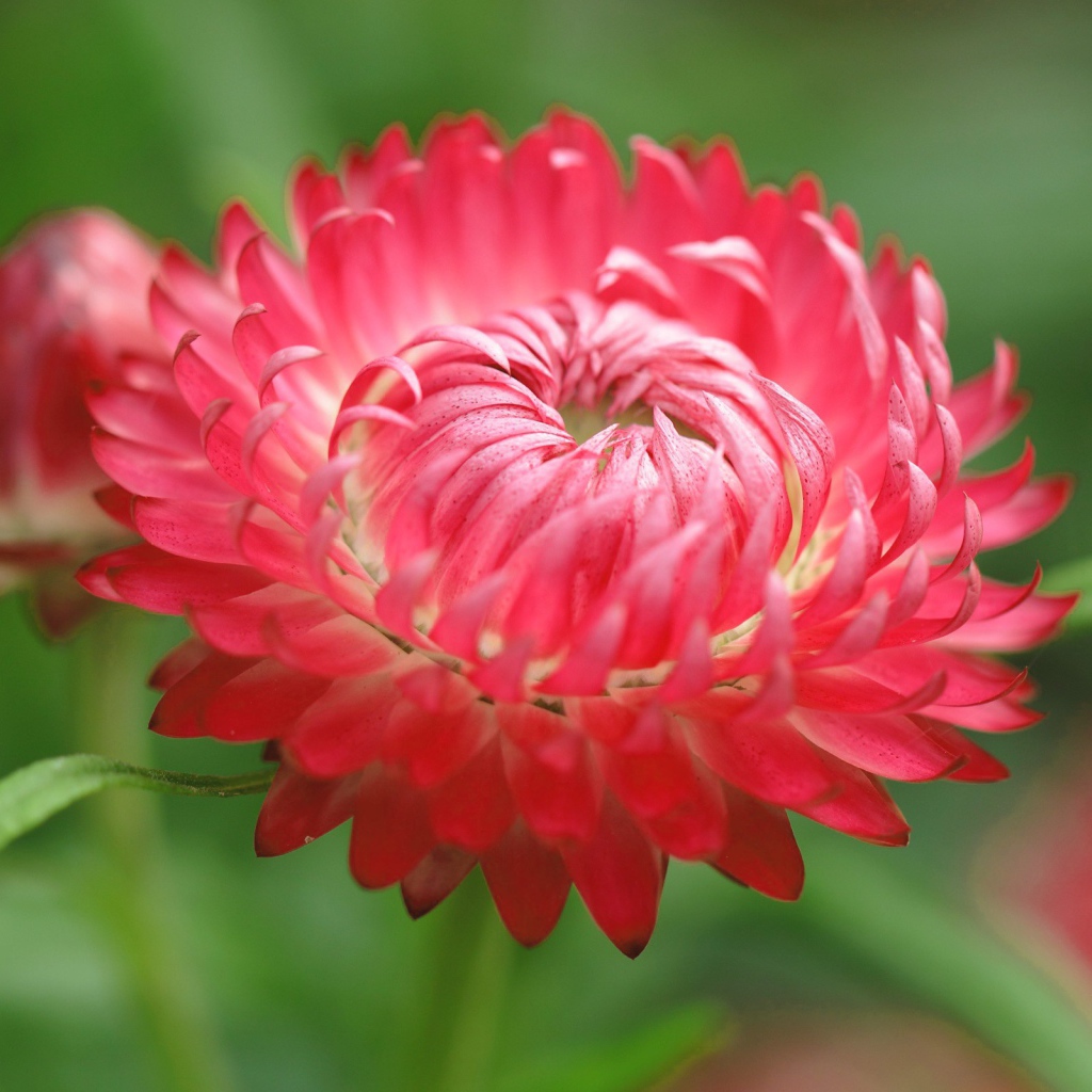 Красный цветок астра 